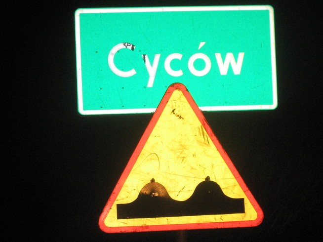 cycow.jpg